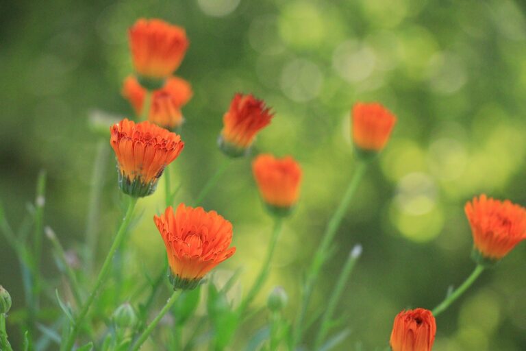 The Science of Aging: Understanding the Biology of Growing Old