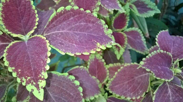 Comparing Local and National Elections