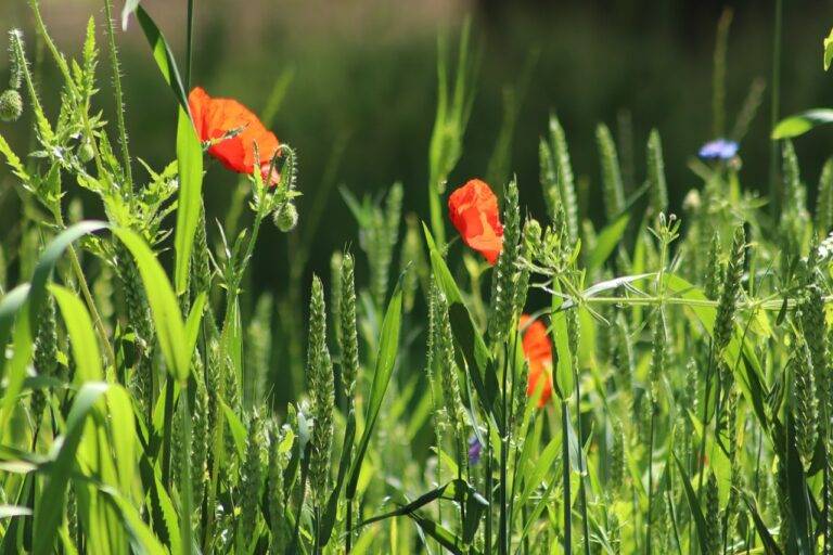 The Intersection of Food and Technology: From Farm to Fork